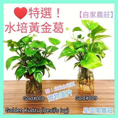 家居水種植物|【水種】不可錯過的9大水培室內植物 